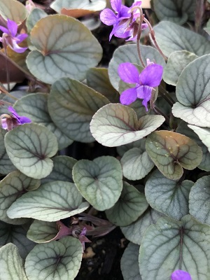 Viola walteri Silver Gem Violet